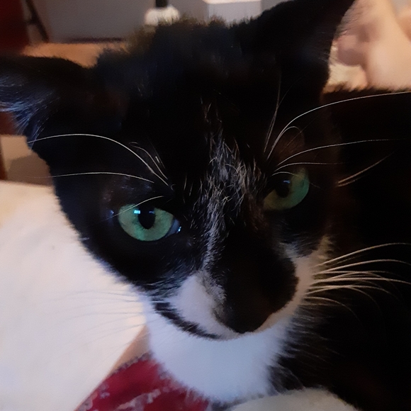 MeetYourPoshAmbassadors!🤩💚🐈🐈🐈🐈🐈🐈🐕 - Picture 8 of 16